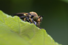 Eudioctria sackeni