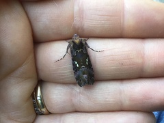 Autographa corusca