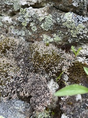 Sphaerophorus fragilis