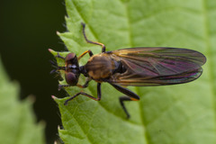 Eudioctria sackeni