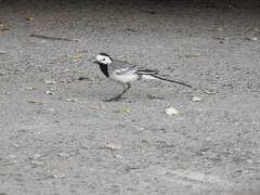 Motacilla alba