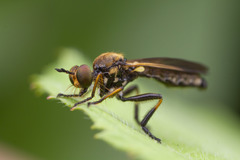 Eudioctria sackeni