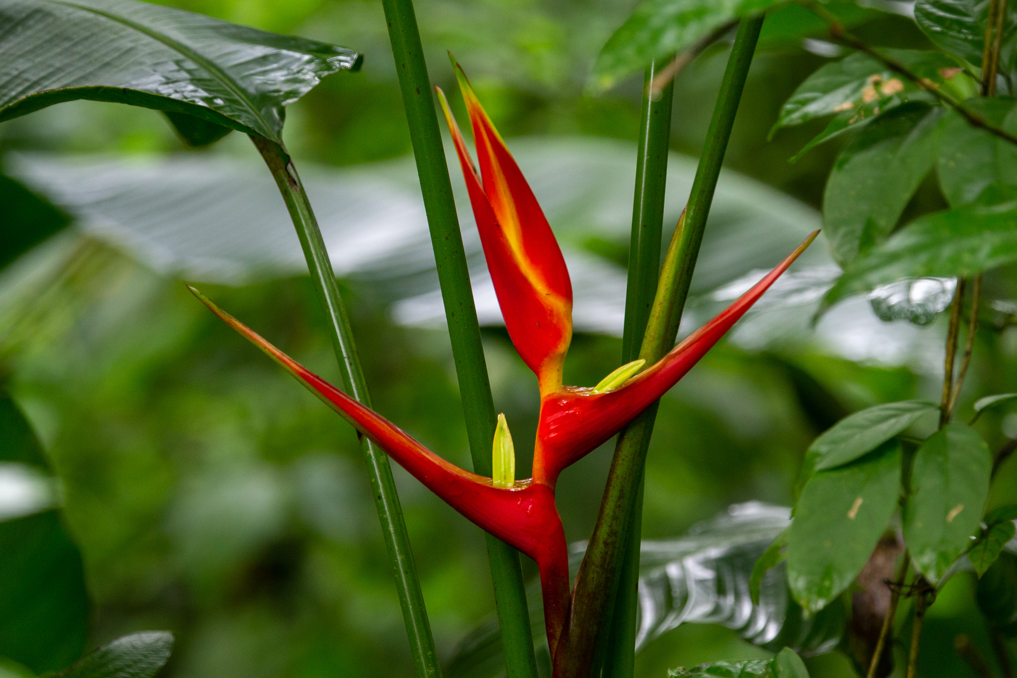Heliconia farinosa