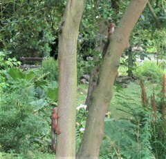 Sciurus vulgaris