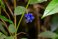 Coccocypselum lanceolatum