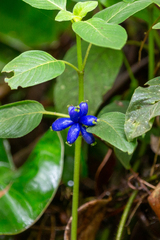 Coccocypselum lanceolatum