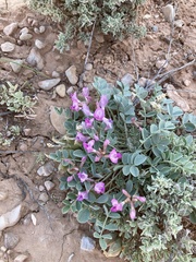 Astragalus chamaeleuce