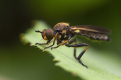Eudioctria sackeni