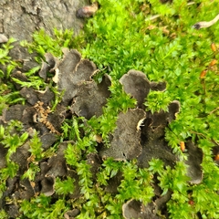 Peltigera evansiana