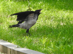 Corvus cornix