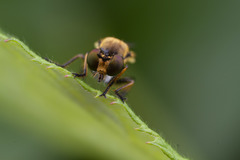 Eudioctria sackeni
