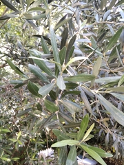 Olea europaea