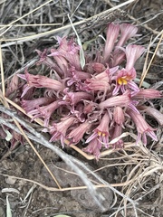 Aphyllon corymbosum