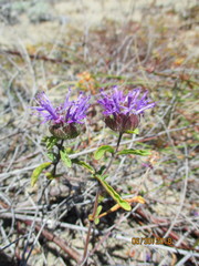 Monardella sinuata nigrescens