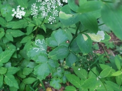 Phytomyza aquilegiae
