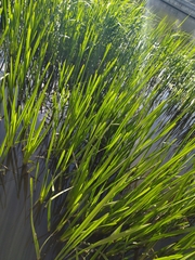 Acorus calamus