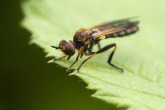Eudioctria sackeni