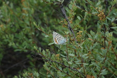 Spiraea hypericifolia