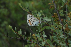 Spiraea hypericifolia