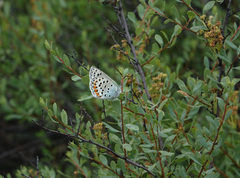 Spiraea hypericifolia