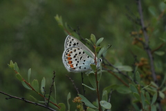 Spiraea hypericifolia