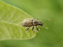 Sitona suturalis