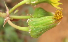 Sonchus oleraceus image