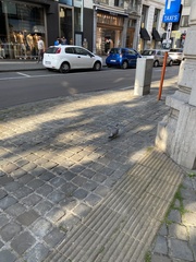 Columba palumbus