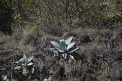Agave pedunculifera