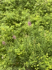 Chamaenerion angustifolium