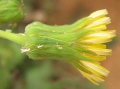 Sonchus oleraceus image