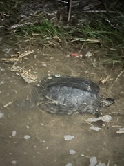 Malaclemys terrapin terrapin