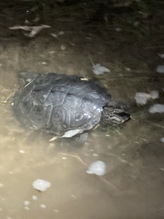 Malaclemys terrapin terrapin