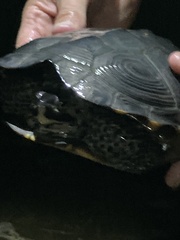 Malaclemys terrapin terrapin