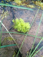 Dicranella schreberiana