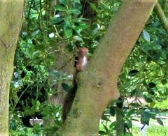 Sciurus vulgaris