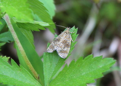 Olethreutes astrologana