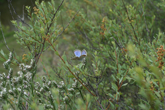 Spiraea hypericifolia