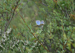 Spiraea hypericifolia