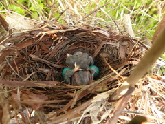 Dumetella carolinensis