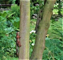 Sciurus vulgaris