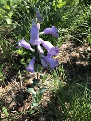 Penstemon grandiflorus