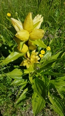 Gentiana punctata