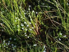 Myosotis secunda
