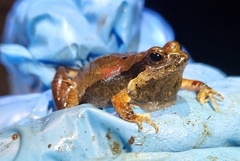 Physalaemus fischeri