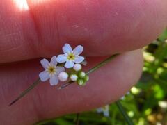 Myosotis secunda