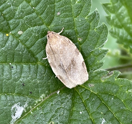 Great Tortrix, BurgGolf Wijchen, Wijchen, Gelderland, NL, photo 9 of 10