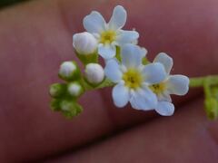 Myosotis secunda