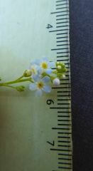 Myosotis secunda
