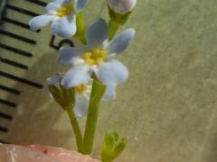 Myosotis secunda